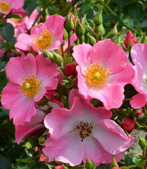 Rosa 'Mel Bee'
